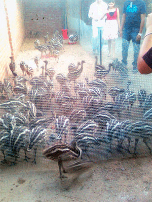 Manufacturers Exporters and Wholesale Suppliers of Emu Chicks Vadodara Gujarat